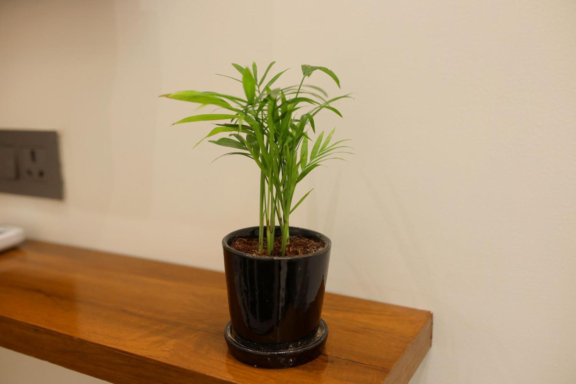 Narayana Homes マトゥラー エクステリア 写真